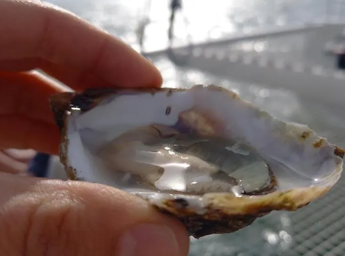 Guest house Terre En Vue 3*